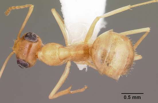 Image of Myrmecocystus pyramicus Smith 1951