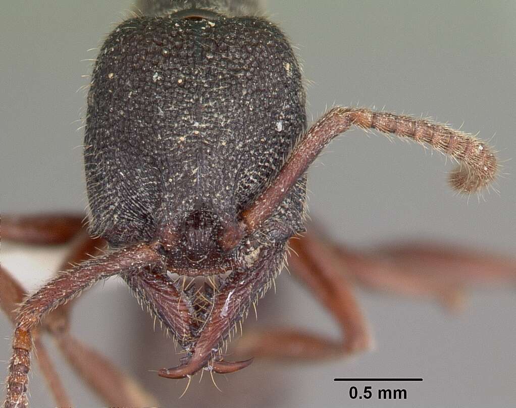 Image of Stigmatomma crenatum