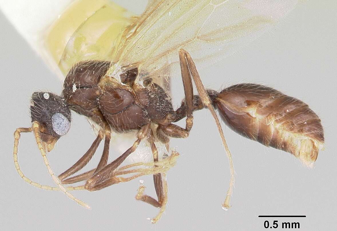 Pheidole elecebra (Wheeler 1904) resmi