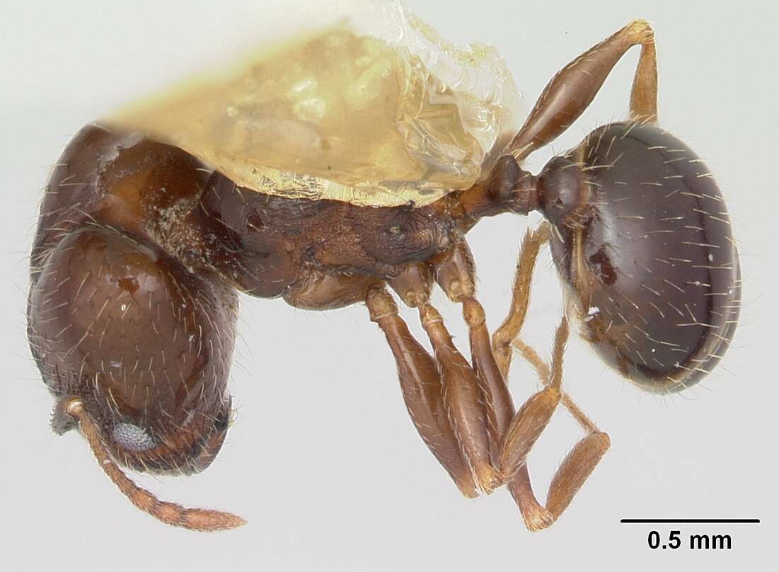 Image of Pheidole ceres Wheeler 1904