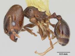 Image of Pheidole ceres Wheeler 1904