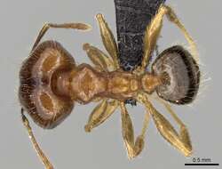 Image of Bigheaded ant