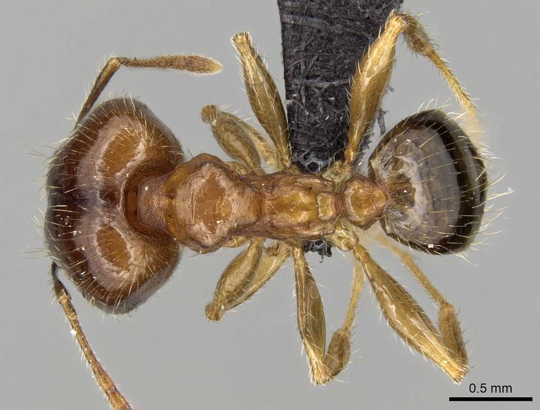 Image of Bigheaded ant