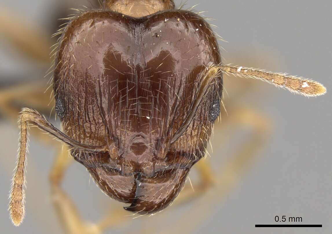 Image of Bigheaded ant