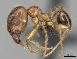 Image of Bigheaded ant