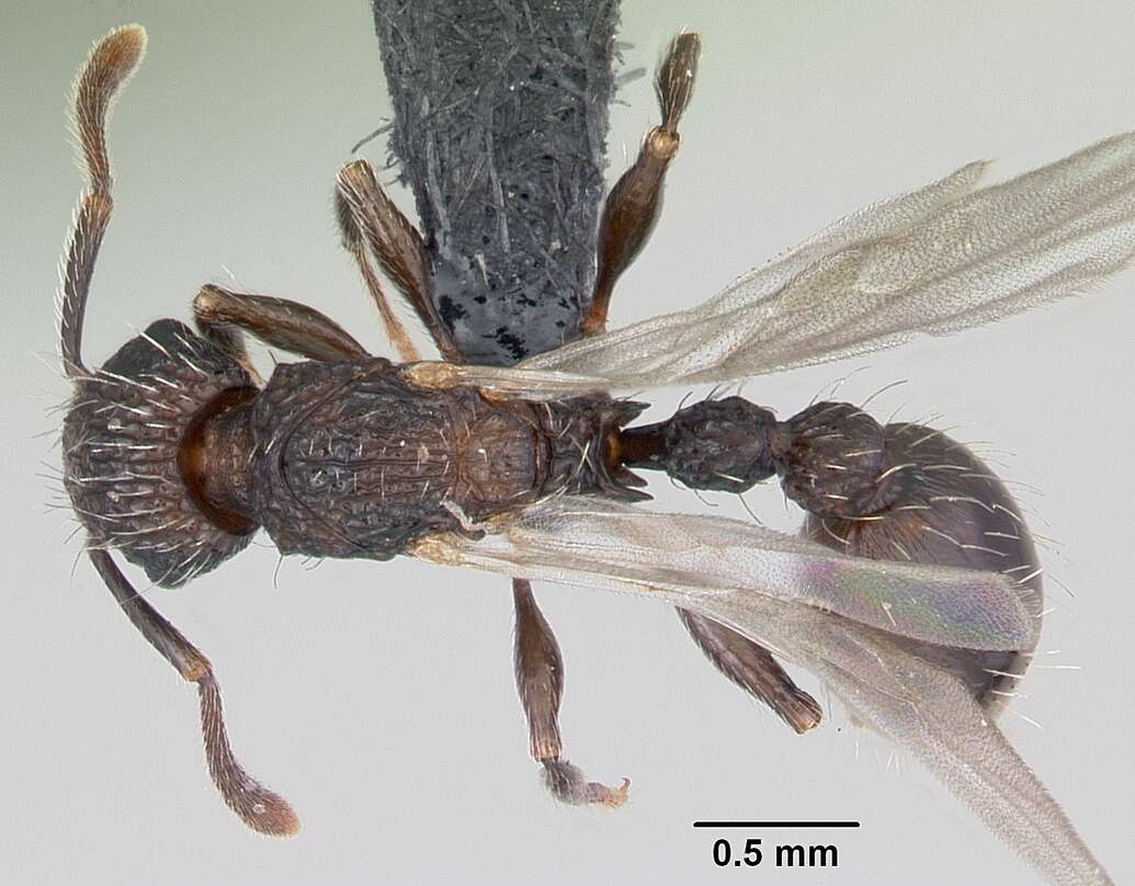 Image of Tetramorium pacificum Mayr 1870