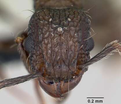 Image of Tetramorium pacificum Mayr 1870