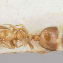 Image of Solenopsis major Theobald 1937