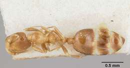 Image of Solenopsis major Theobald 1937