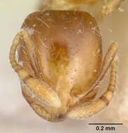 Image of Solenopsis major Theobald 1937