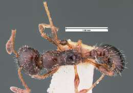 Image of <i>Temnothorax pergandei</i>