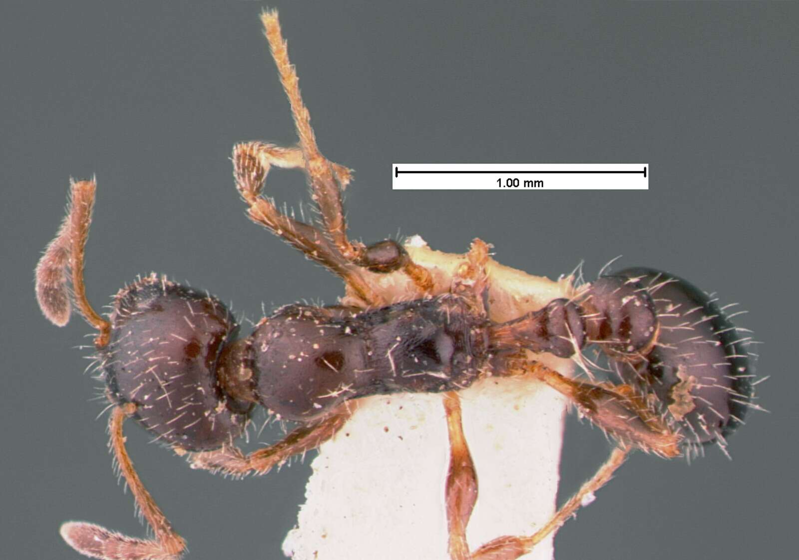 Image of <i>Temnothorax pergandei</i>