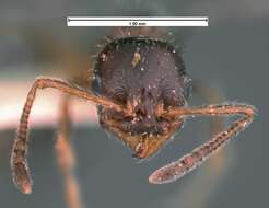 Image of <i>Temnothorax pergandei</i>