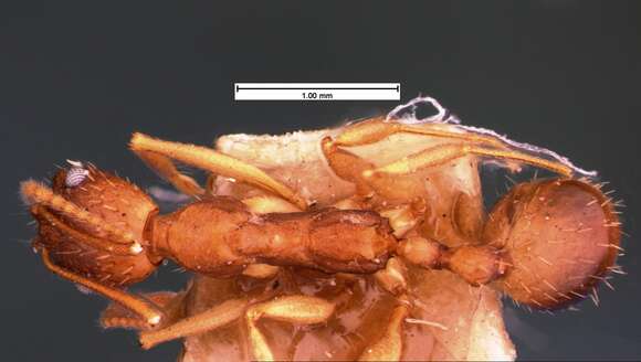 Image of Aphaenogaster texana Wheeler 1915