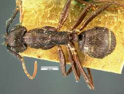 Image of Florida Carpenter Ant