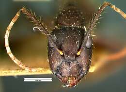 Image of Florida Carpenter Ant