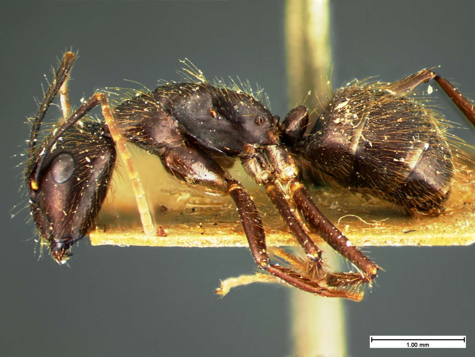 Image of Florida Carpenter Ant