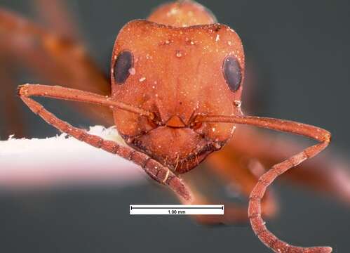 Image of Allegheny Mound Ant