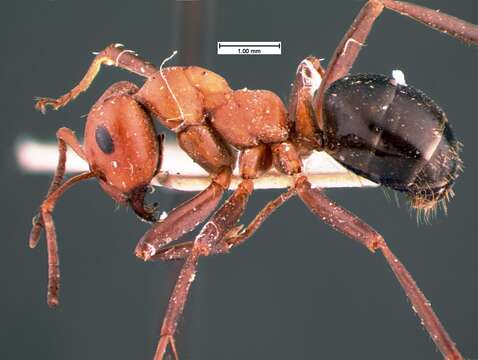 Image of Allegheny Mound Ant