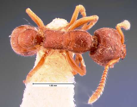 Image of Stigmatomma pallipes