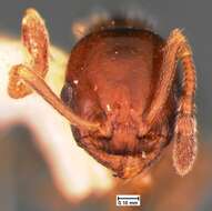 Image of Temnothorax longispinosus