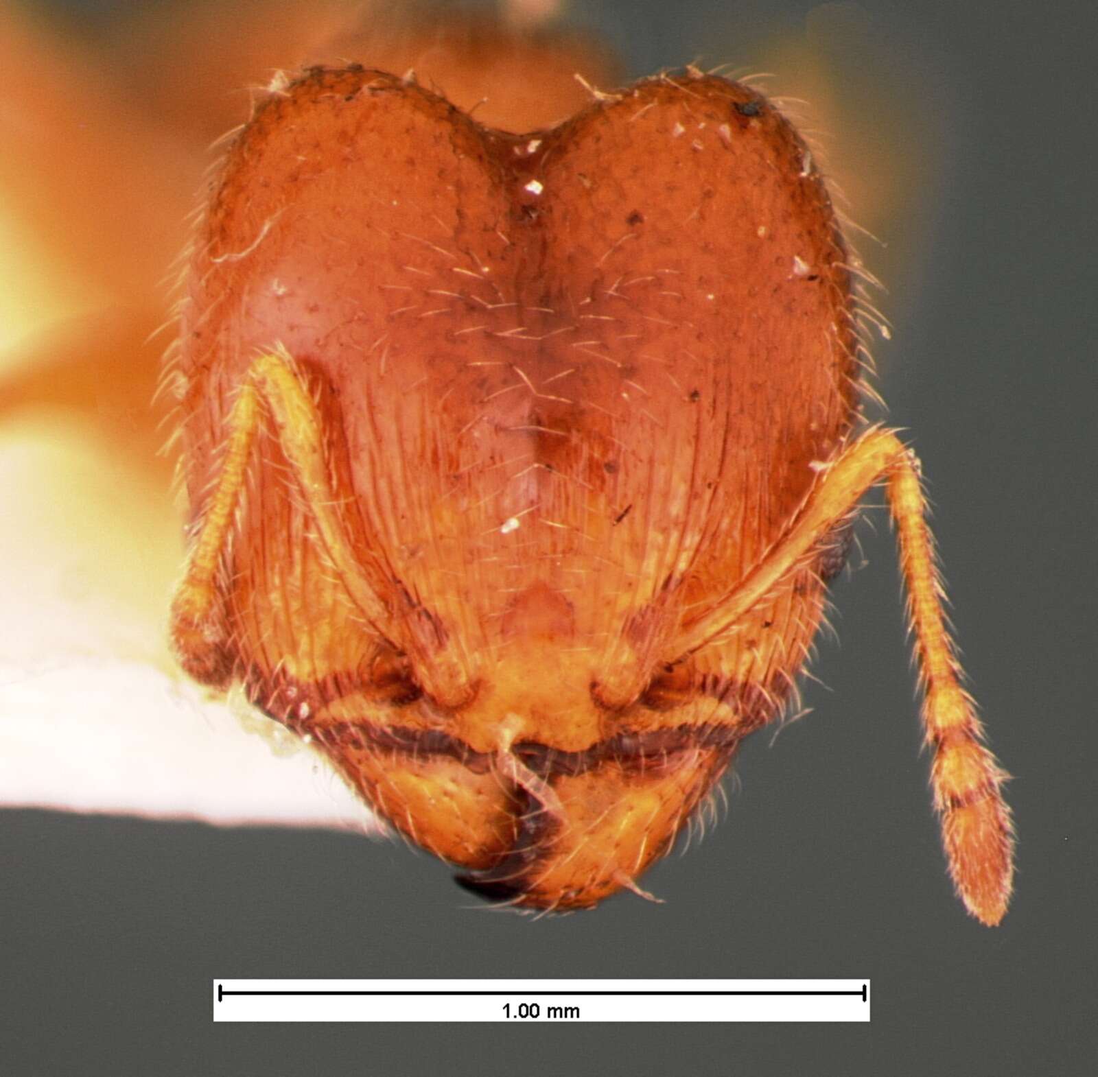 Pheidole bicarinata Mayr 1870 resmi