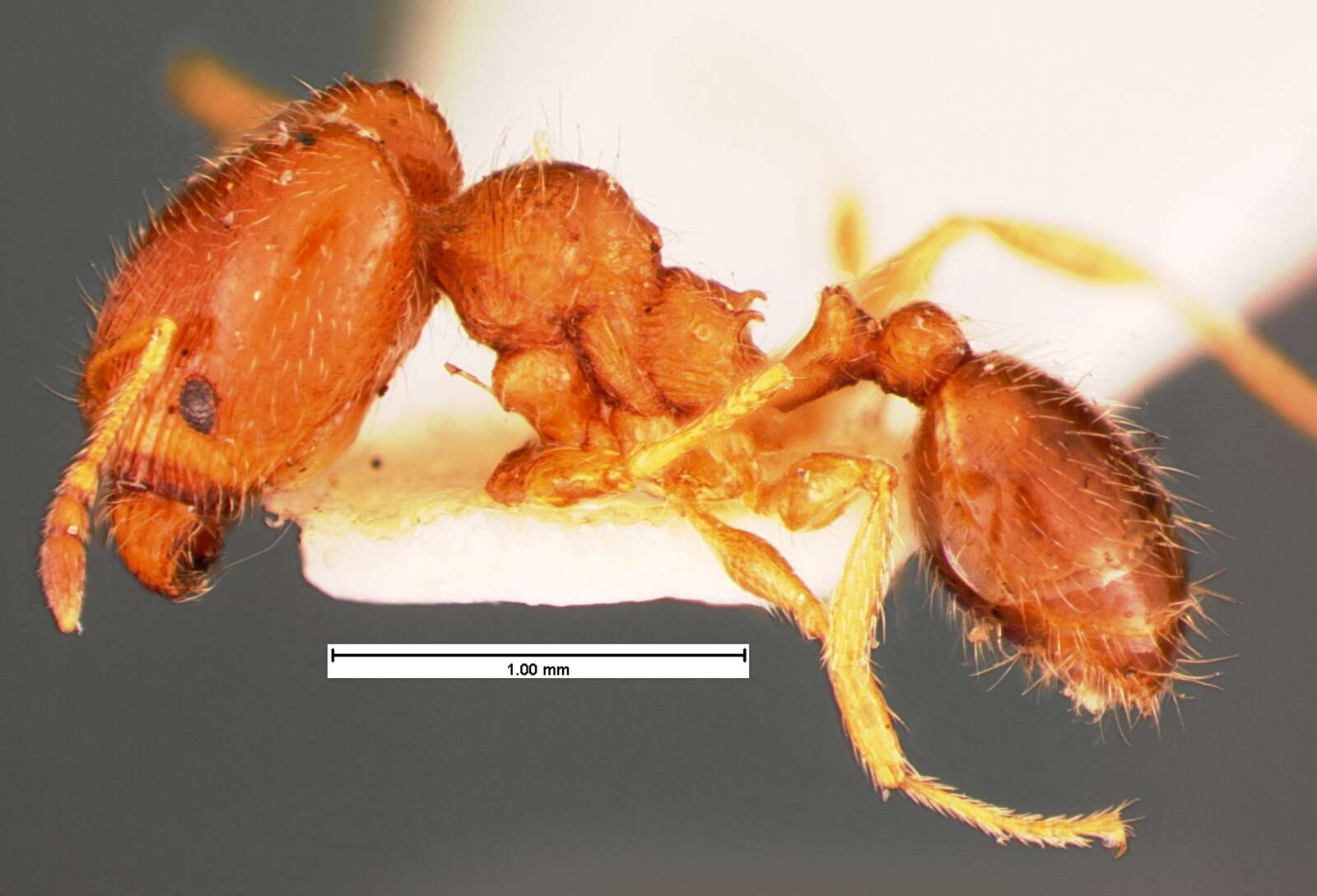 Pheidole bicarinata Mayr 1870 resmi