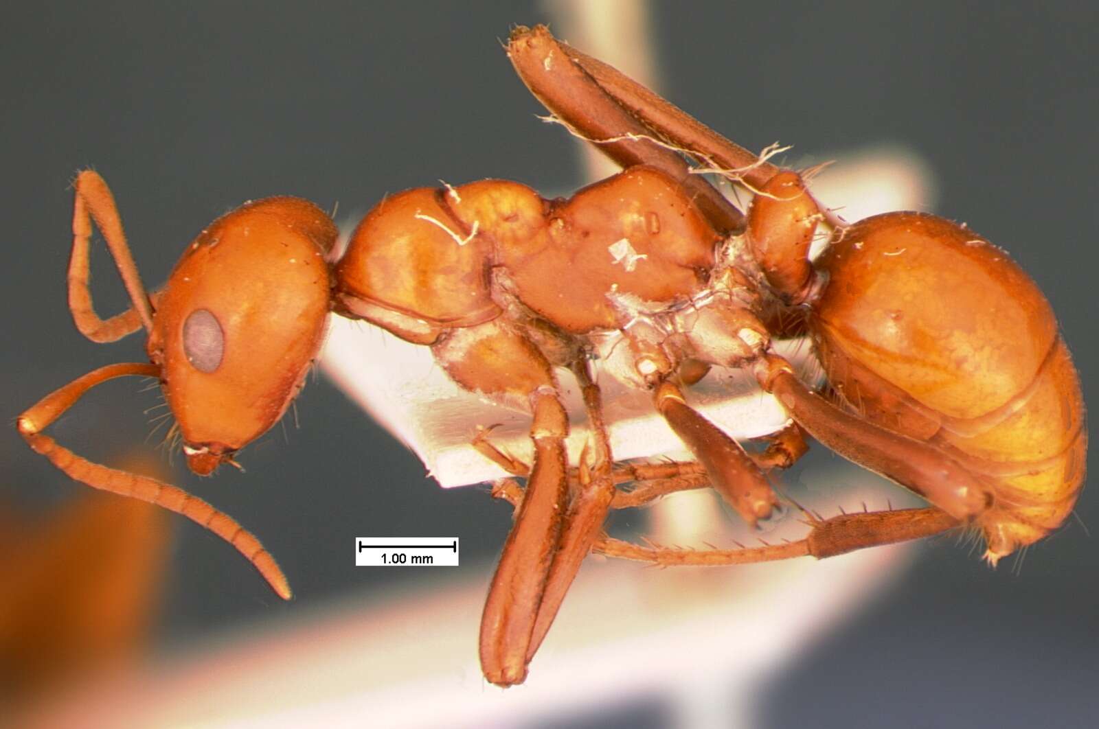 Image of Amazon Ants