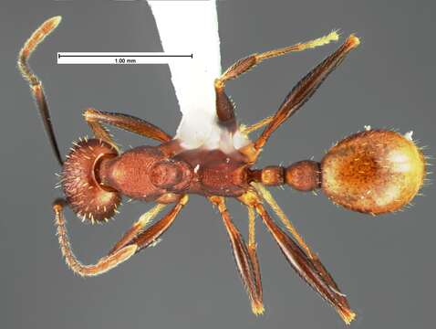 Image of Aphaenogaster lamellidens Mayr 1886