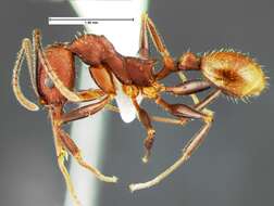 Image of Aphaenogaster lamellidens Mayr 1886