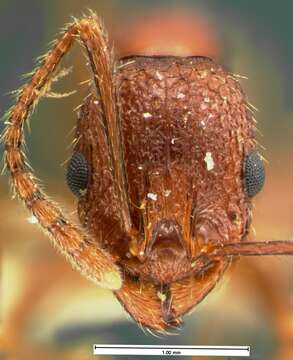 Image of Aphaenogaster mariae Forel 1886