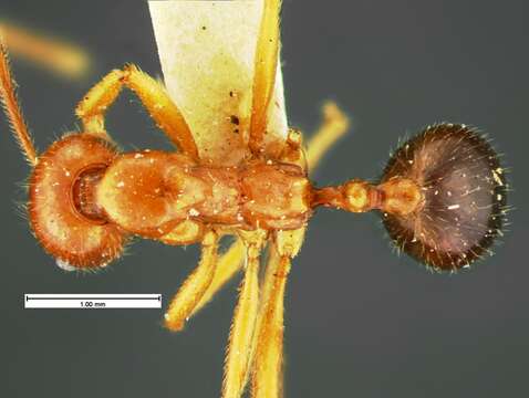 Image of Aphaenogaster mutica Pergande 1896