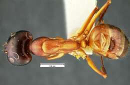 Imagem de Camponotus acutirostris Wheeler 1910