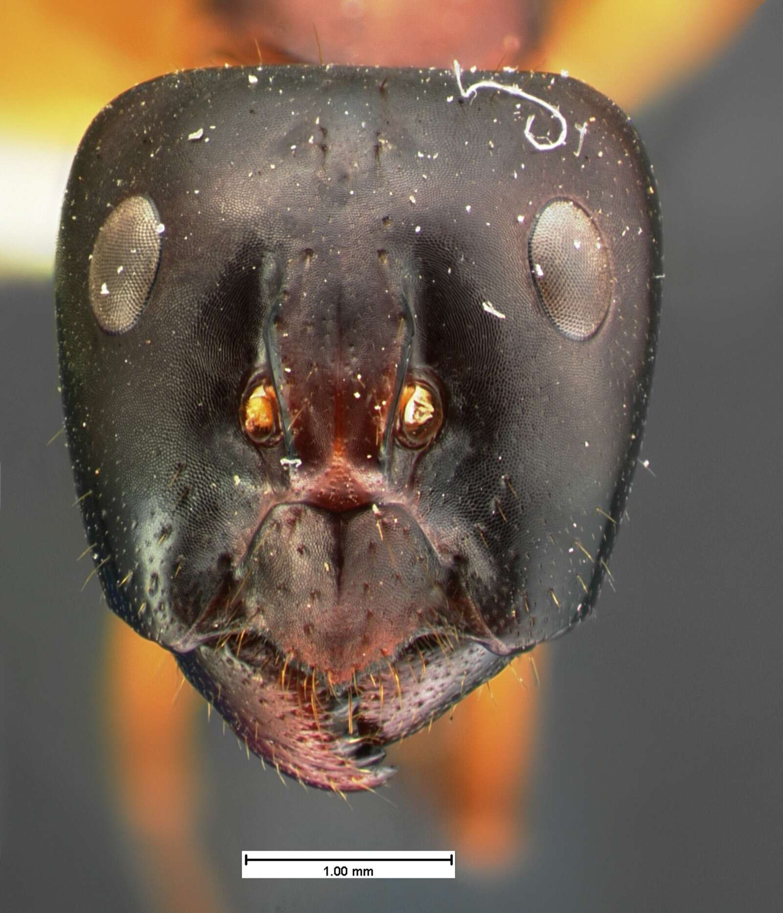 Imagem de Camponotus acutirostris Wheeler 1910