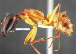 Imagem de Camponotus acutirostris Wheeler 1910