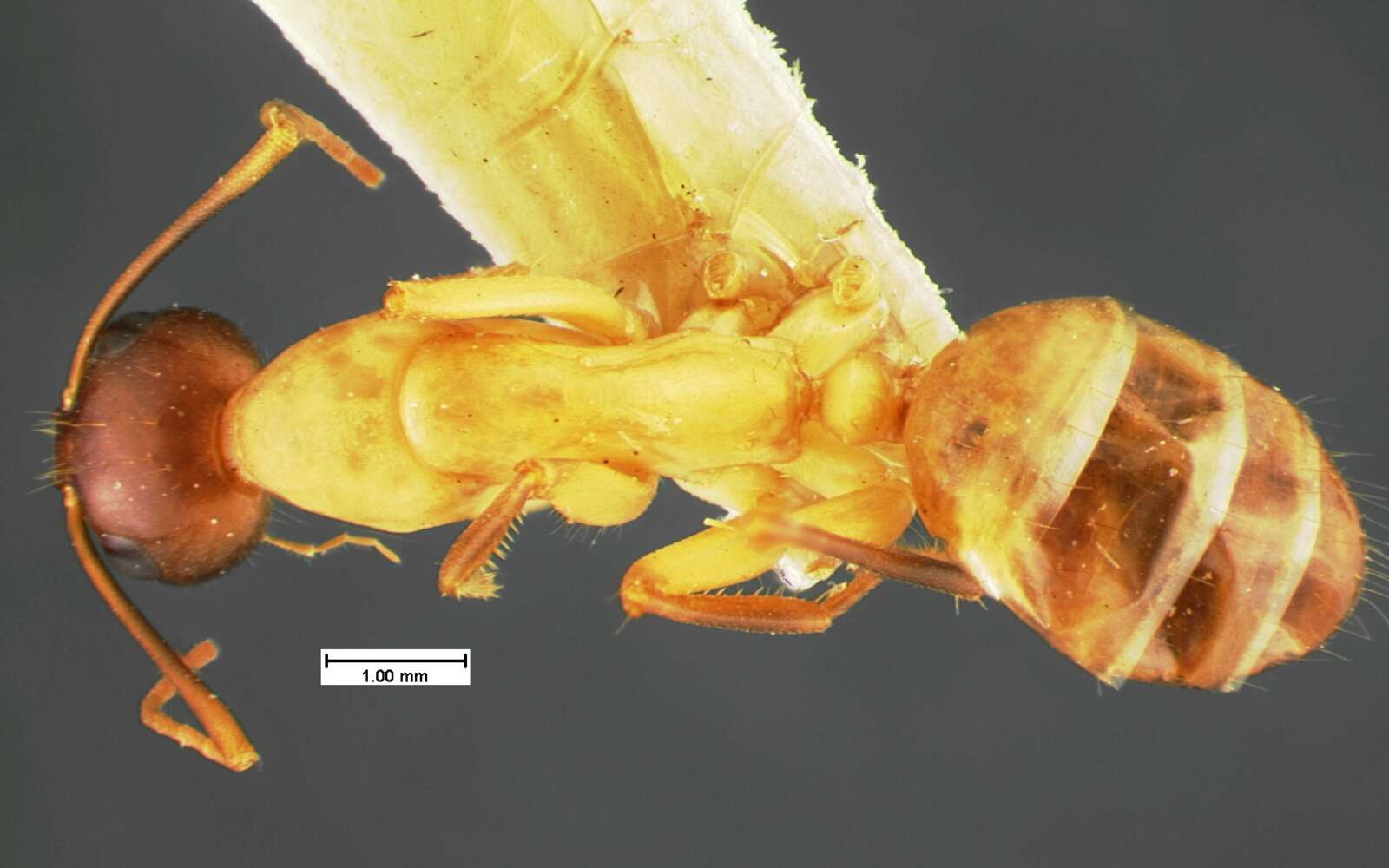 Imagem de Camponotus acutirostris Wheeler 1910