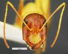 Imagem de Camponotus acutirostris Wheeler 1910