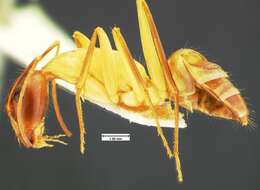 Imagem de Camponotus acutirostris Wheeler 1910