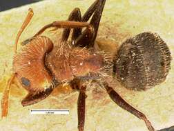 Plancia ëd Camponotus planatus Roger 1863