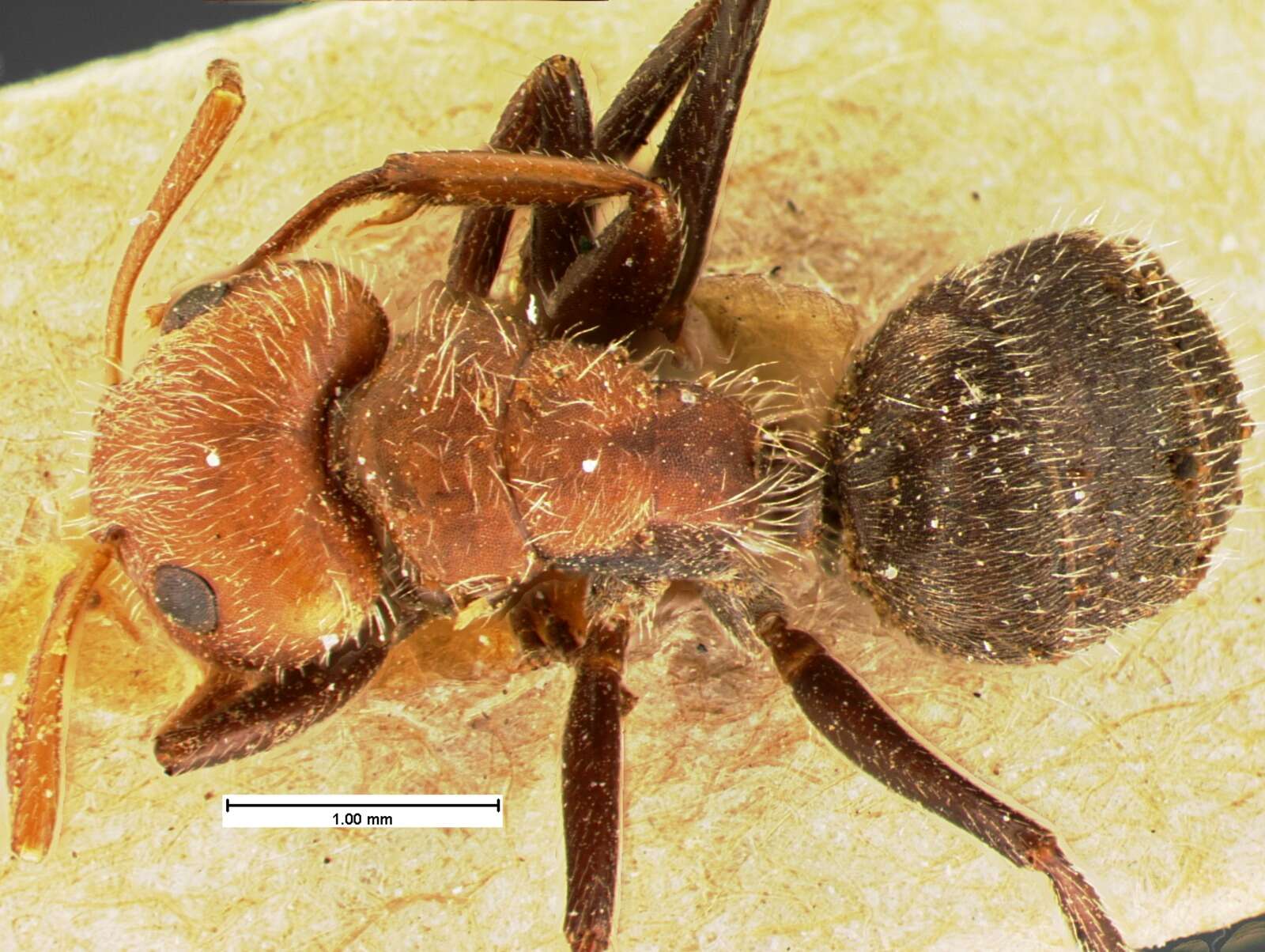 Plancia ëd Camponotus planatus Roger 1863