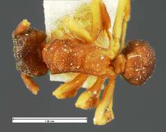 Cyphomyrmex minutus Mayr 1862的圖片