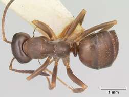 Image of Ant