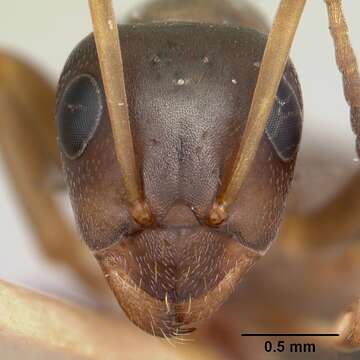 Image of Ant