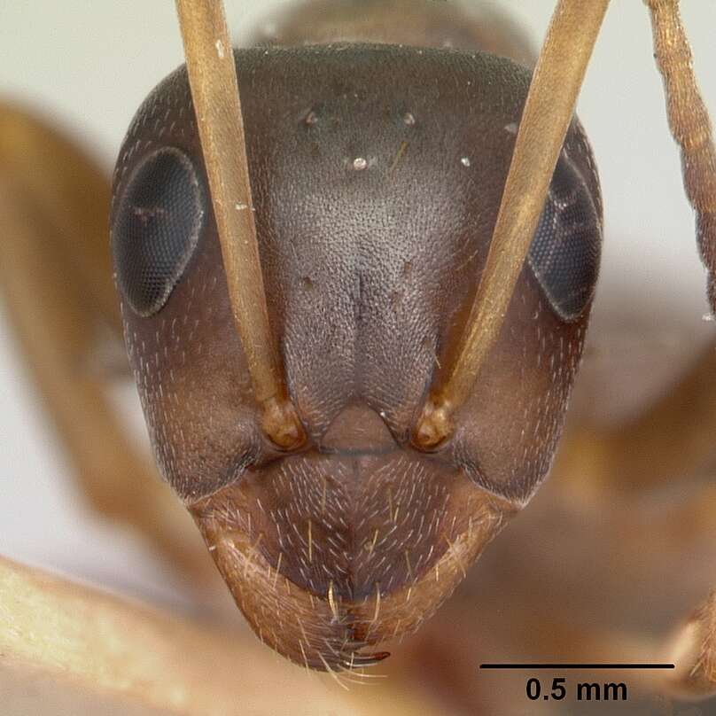 Image of Ant