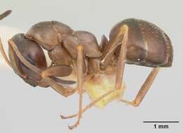 Image of Ant