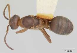 Image of Ant