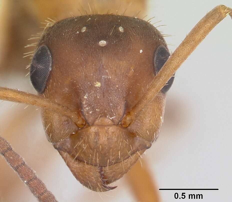 Image of Ant