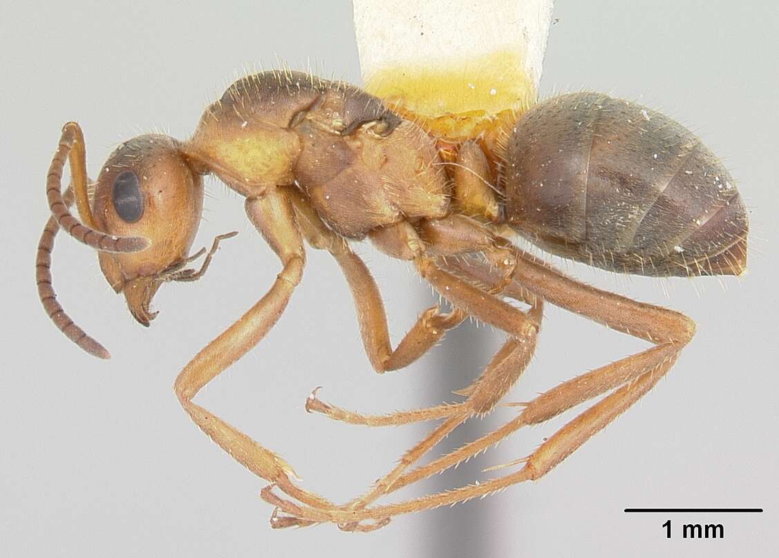 Image of Ant