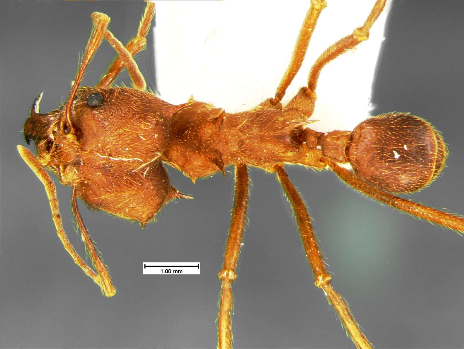 Image of Texas Leaf Cutting Ant