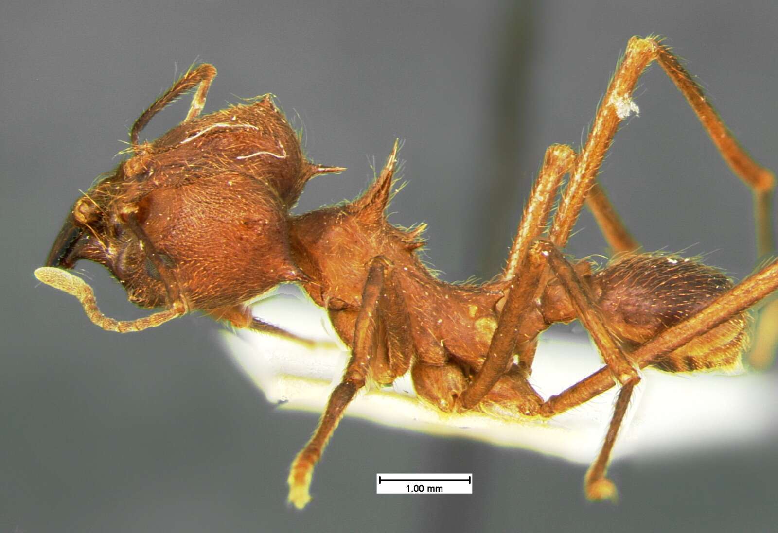 Image of Texas Leaf Cutting Ant